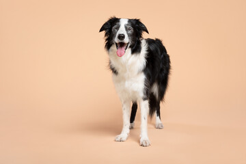 young border collie dog standing portrait on a brown background in the studio