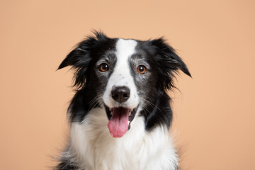 young border collie dog happy head portrait on a brown background in the studio