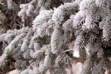 Frosted spruce branch in the city park