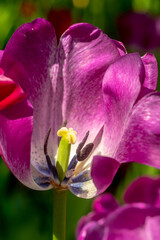 Lilac tulip close-up. Botanical photo, macro photo