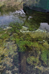 Crystal clear waters of Saint Naum Springs flowing from Lake Prespa via underground into Lake Ohrid, Saint Naum Monastery-North Macedonia-278