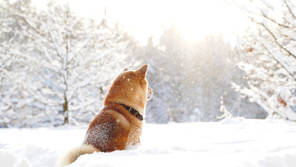 Shiba Inu dog in the winter forest