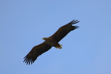 Seeadler Spazierflug über die Wuhlheide