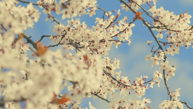 Romantic Background Of Spring. Outdoor Nature. Spring Garden. White Blossoms On Tree Branch With Red And Green Leaves.