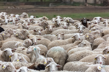 View of flock of sheep on mountains, grazing farmland field, green herbs, in Spain...