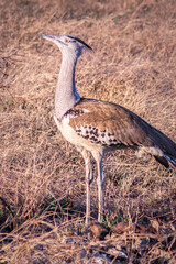 Kori bustard (Ardeotis kori) feeding during the day, Kruger National Park, South Africa