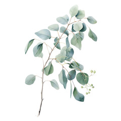 Close up green branch with leaf of eucalyptus isoleted on transparent background 