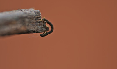 tiny black larva inchworm