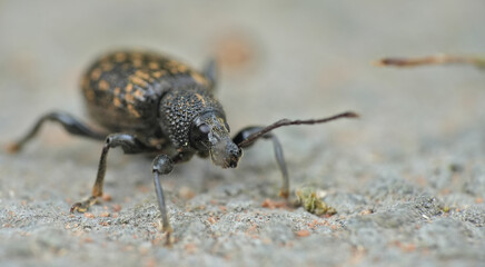 Vine weevil