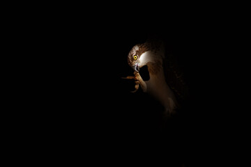 Bird of prey. A bird photo edited with low key technique. Artistic wildlife photography. Black background. Osprey.