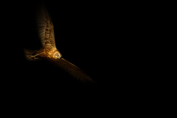 Bird of prey. A bird photo edited with low key technique. Artistic wildlife photography. Black...