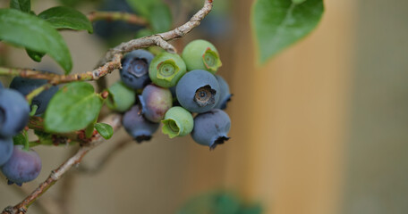 Close-up of blueberry varieties Patriot on the plant