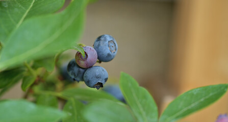Close-up of blueberry varieties Patriot on the plant
