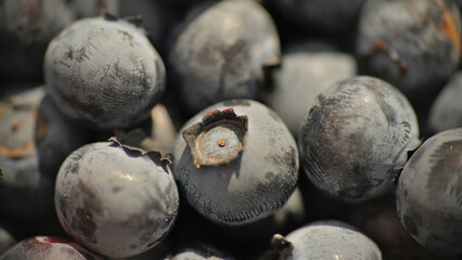 Close-up of blueberry varieties Patriot on the plant