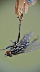 ant holding housefly