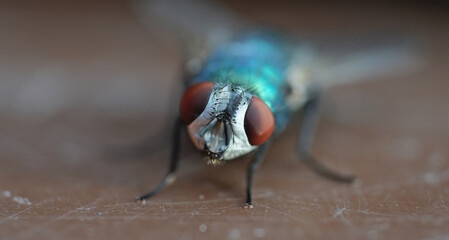 blue/green bottle blowfly