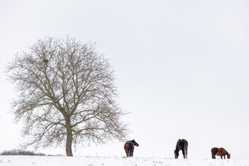 Pferdeherde idyllisch im Schnee