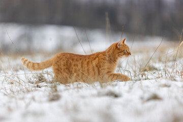 Rote Katze jagt im Schnee