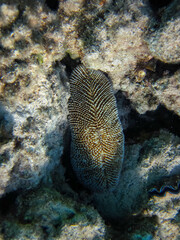 Beautiful corals in the Red Sea reef