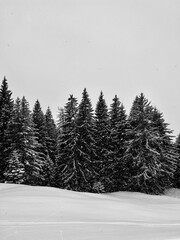 winter forest in the mountains