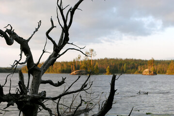 tree on the lake