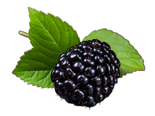 a black berry with leaves