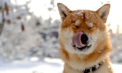 Shiba Inu dog in the winter forest