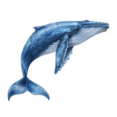 Blue Whale isolated on transparent background. Humpback Whale