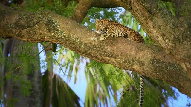 Leopard - Panthera pardus, big spotted yellow cat in Africa, genus Panthera cat family Felidae, sunset or sunrise portrait on the tree canopy in Africa, lying and resting face to face.