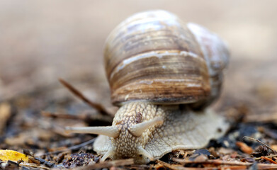 Snail on the forest road macro