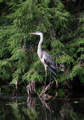 Great Blue Heron I Vertical
