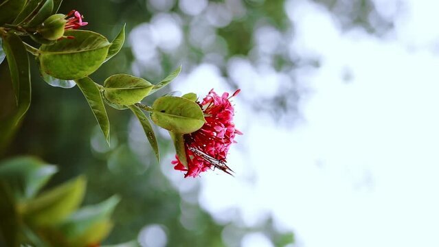 mariposa monarca comiendo sobre una preciosa flor rosa. 