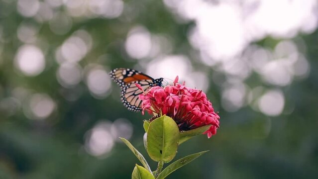 mariposa monarca comiendo sobre una preciosa flor rosa. 