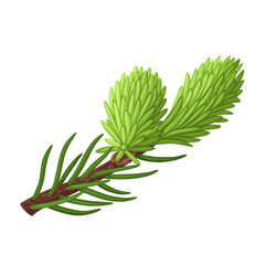 Vector illustration, spruce tip, spruce tip is the new spring growth at the end of a branch, isolated on white background. - obrazy, fototapety, plakaty