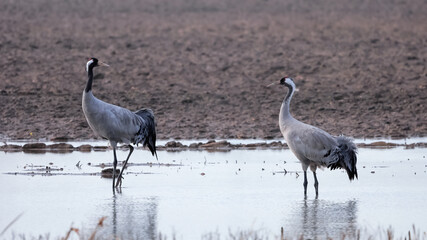 Two crane birds wading in water