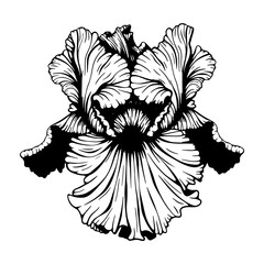 Iris flower vector silhouette, tattoo style, black contour