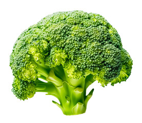 broccoli isolated on a transparent background