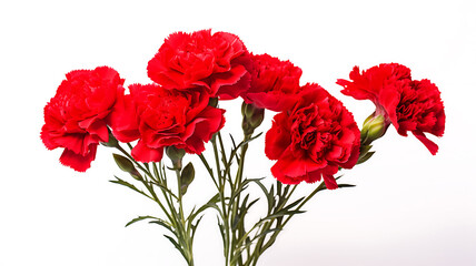 An assorted red carnation flowers isolated on white background