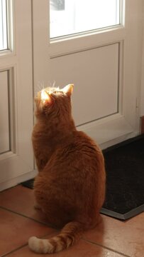 chat roux demandant &agrave; sortir