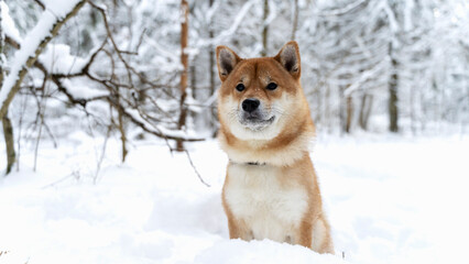 Shiba inu in the snow
