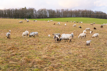 Obraz premium Farm life, Sheep, animals on pasture