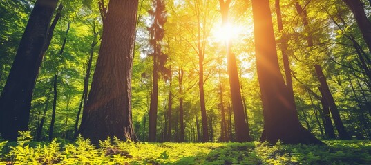 Enchanting and serene spring forest with beautiful bright sun rays as a magical background