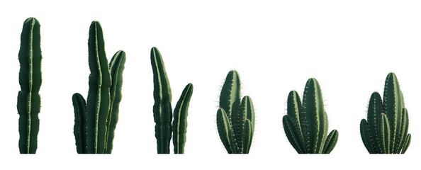 Cereus repandus (Cereus peruvianus) columnar cactus set frontal isolated png on a transparent...