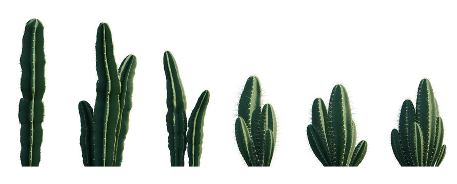 Cereus repandus (Cereus peruvianus) columnar cactus set frontal isolated png on a transparent background perfectly cutout high resolution (Peruvian Apple Cactus, Queen of the Night)