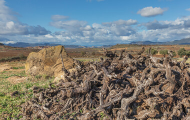 A pile of grubbed up vines at the side of the road