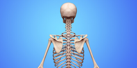 Spine Posterior Thoracic Fusion with Pedicle Screws and Rods on Blue Background
