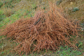 Pile of off cut branches on the floor in the vineyard