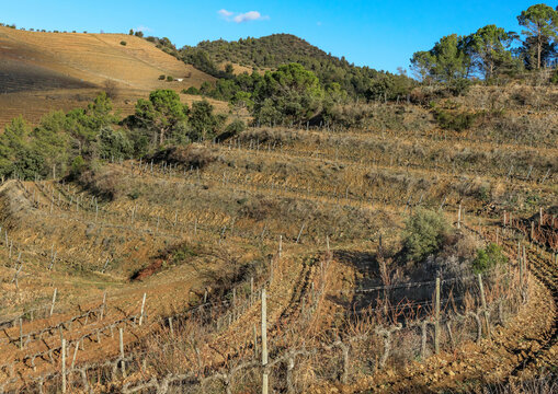 Priorat terraced vineyards in the winter