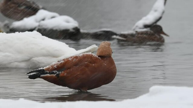 Ruddy Shelduck in shallow water. A bird in winter scenery wind cold snow blizzard freezing Tadorna ferruginea. Slow motion.