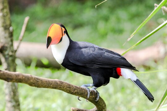 Tucano
